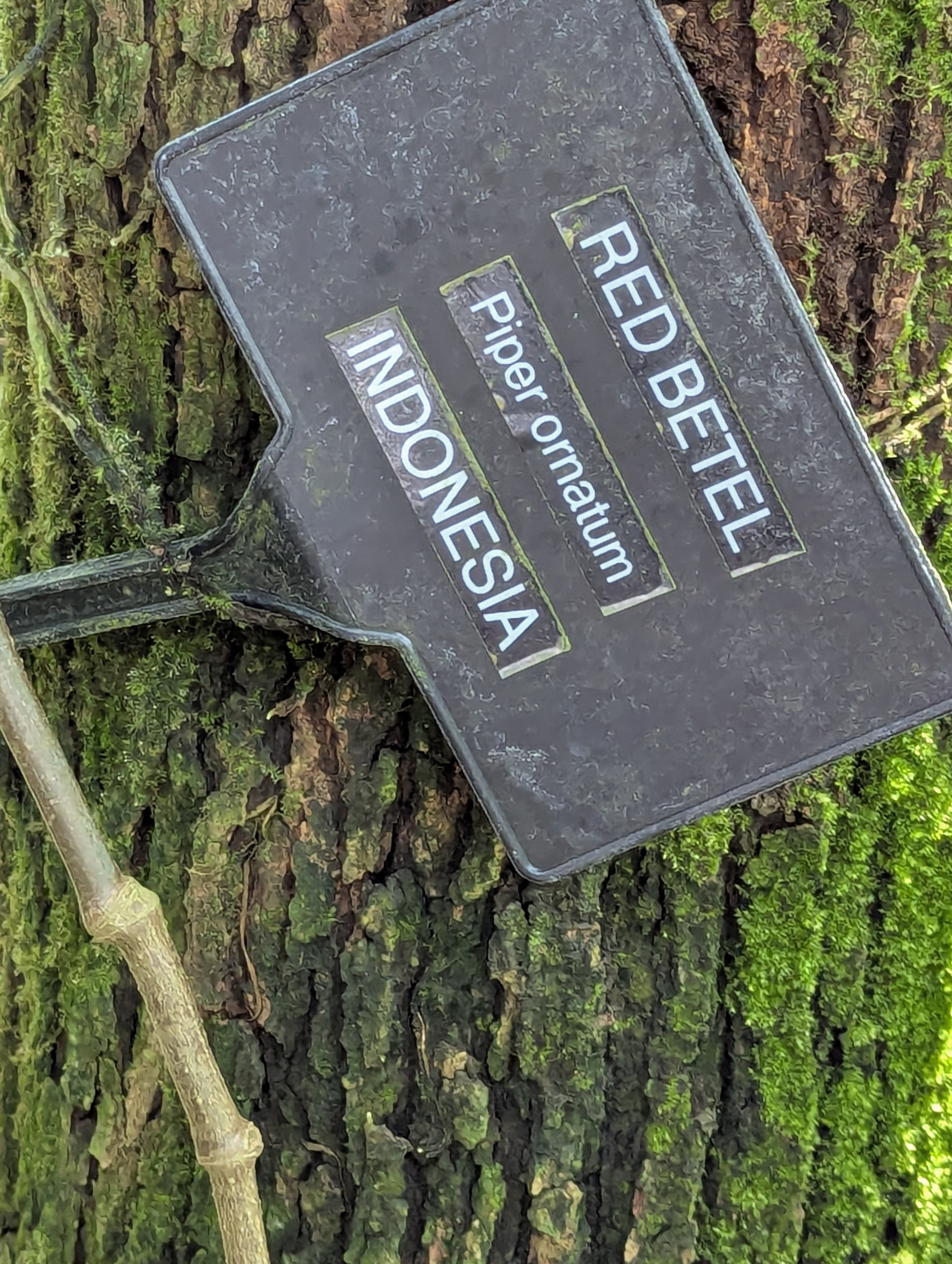 Birthday Trip to Canada, Edmonton, Pyramids, Muttart Observatory